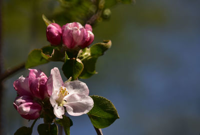 Close-up of pink flowering plant