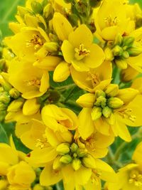 Close-up of yellow flowering plant