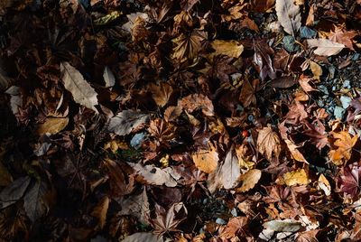 High angle view of dry leaves on field