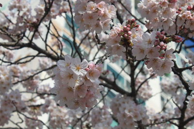 Low angle view of cherry blossoms