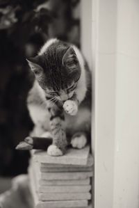 Close-up of cat on wooden floor