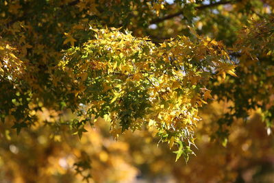 Close-up of leaves on tree during autumn