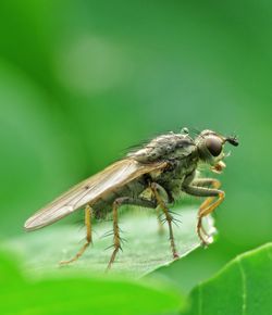 Close-up of insect on leaf