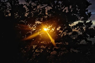 Silhouette trees against sky at sunset