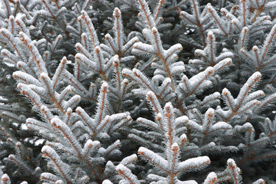 Dusting of snow on blue spruce pine tree branches.