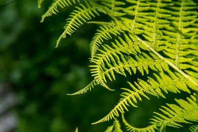 Close up of green ferns in a botanical garden