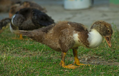 Close-up of duck on field