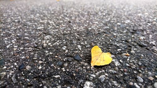 Close-up of yellow dry leaf on road