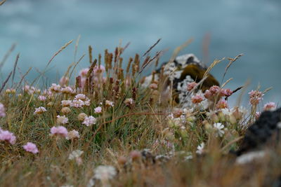 Close-up of flowering plants on land