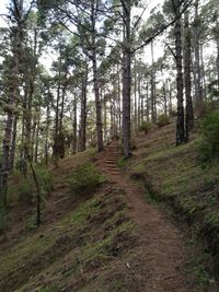 Trees in forest