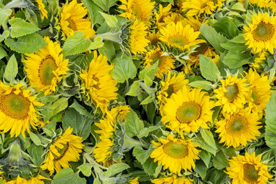 High angle view of yellow flowering plants