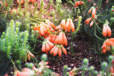 Plants growing on field