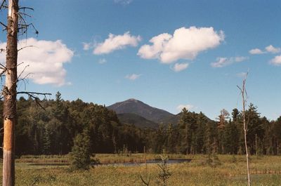 Trees on landscape against sky