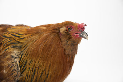 Close-up of chicken against white background