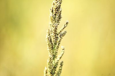Close-up of yellow flowering plant against blurred background