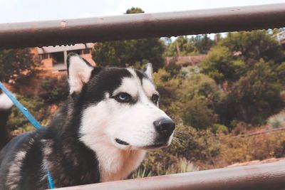 Close-up of dog on railroad track