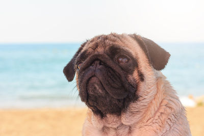 Sad pug dog sits on the beach and looks at the sea. pug relaxing and chilling out