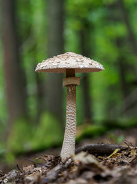 Close-up of mushroom growing on field