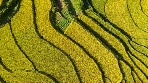 Full frame shot of agricultural field