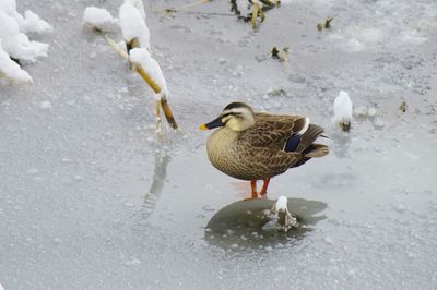 Ducks on lake during winter