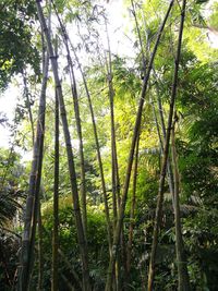 Low angle view of bamboo trees in forest