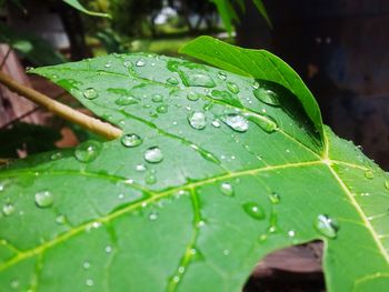 Close-up of water drops on leaf