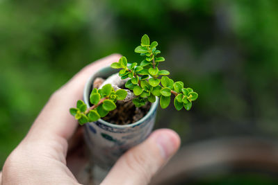 Close-up of hand holding small plant