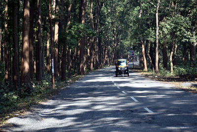 People on road amidst trees in forest