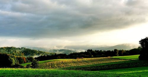 Scenic view of agricultural field against sky