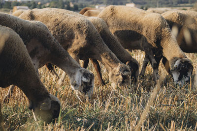 Sheep grazing on grassy field