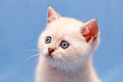 Close-up portrait of white british kitten with blue eyes, pink nose and fluffy whiskers