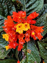 Close-up of red flowering plant