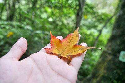 Cropped image of person holding maple leaf in forest