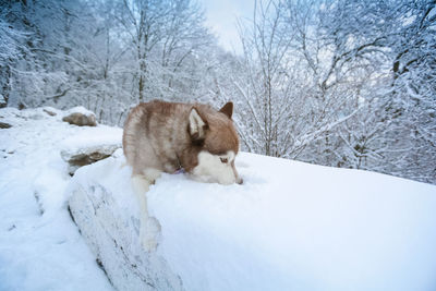 Purebred dog breed a weasel lying in a snow drift.