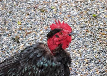 Close-up of rooster