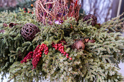 Close-up of pine cone