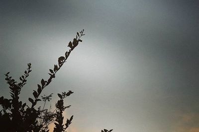 Low angle view of tree against sky