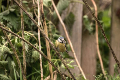 Bird perching on a tree