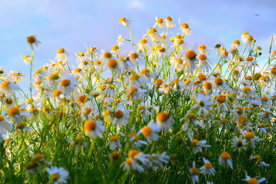 Close-up of yellow flowering plants on field