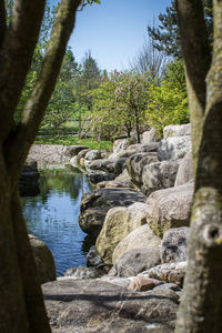 Trees growing in water