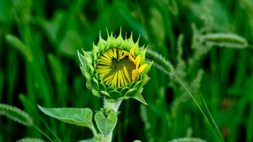 Close-up of yellow flowering plant