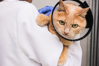 A red-haired cat in a protective collar is in the hands of a veterinarian. treatment of pets.