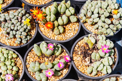 High angle view of vegetables for sale at market stall