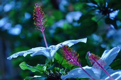 Close-up of flowers blooming outdoors