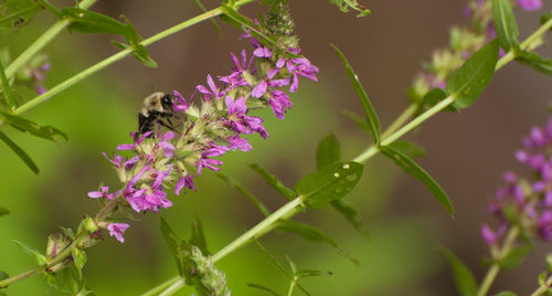 Close-up of bee on purple flowers