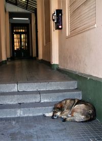 Cat sleeping in front of door