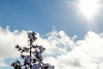 Low angle view of tree against sky