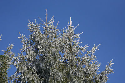 Low angle view of flowering plant against clear blue sky