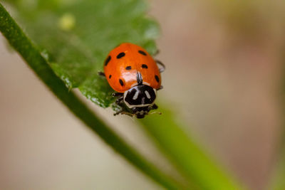 Close-up of red ladybug on leaf