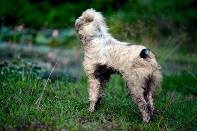 Dog running on field